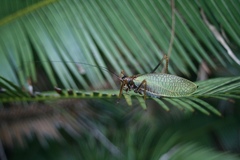 Pterophylla beltrani