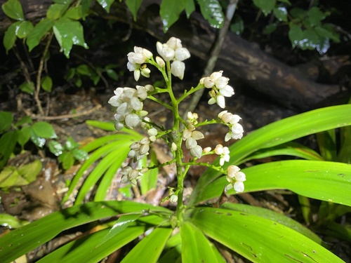 palmita