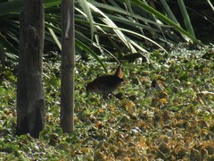 Laterallus melanophaius