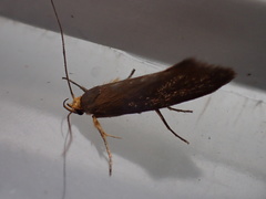 Crassa unitella
