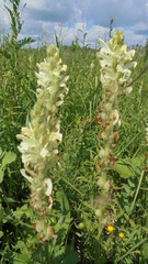 Pedicularis uralensis