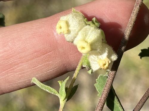 Image of Hermannia hyssopifolia by (c) Christina, some rights reserved (CC BY)