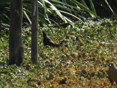 Laterallus melanophaius