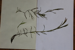 Potamogeton compressus