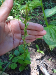 Platanthera sparsiflora