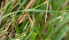 Diasemia