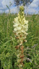 Pedicularis uralensis