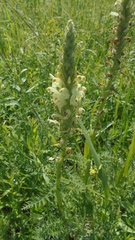 Pedicularis uralensis