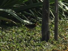 Laterallus melanophaius