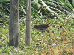 Laterallus melanophaius