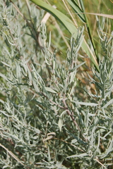 Artemisia dracunculus glauca