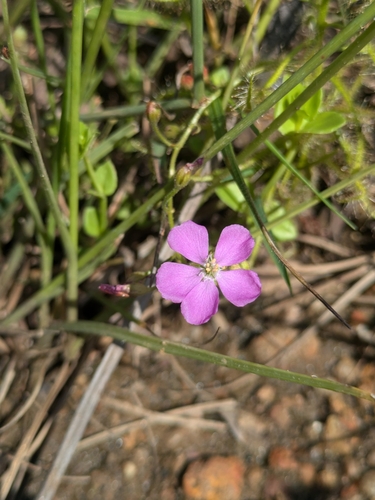 Image of Drosera indica by (c) Paulmathi Vinod, some rights reserved (CC BY)