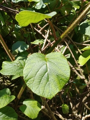 Actinidia