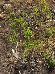 Helioscopia