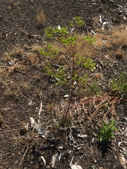 Helioscopia