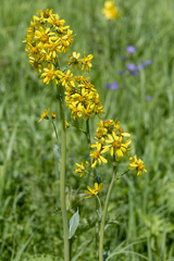 Ligularia glauca