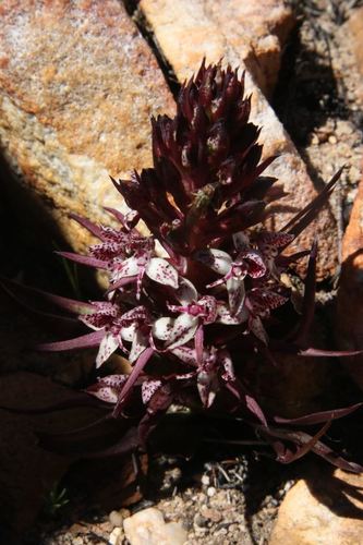 Disa remota