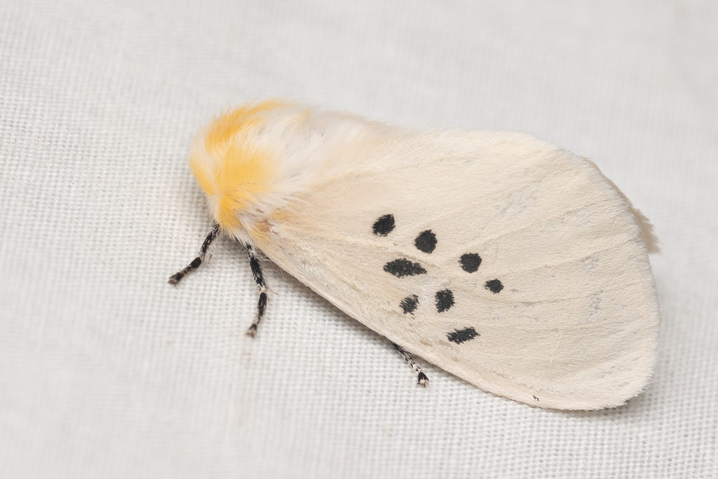 Thagona nigrisparsa