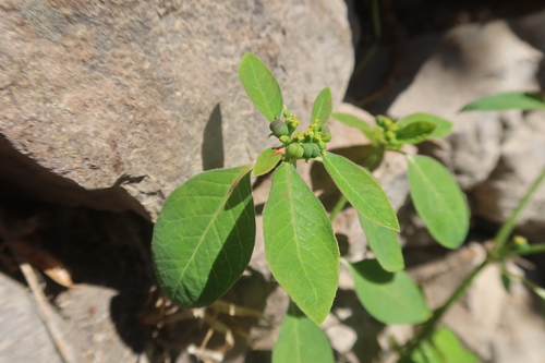 Euphorbia tacnensis