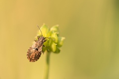 Nithecus jacobaeae
