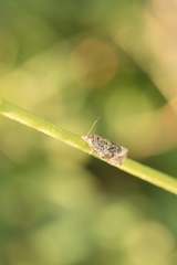 Syricoris lacunana