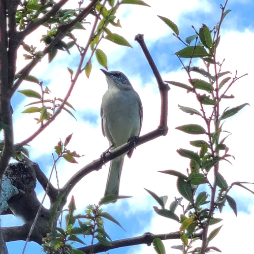 Northern Mockingbird