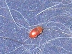 Coccidula rufa