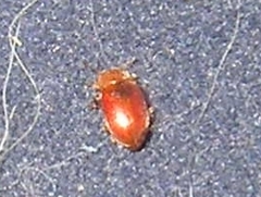 Coccidula rufa