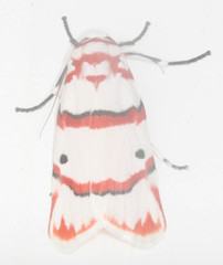 Cyana perornata