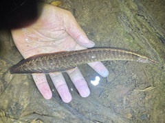 Buff-Backed Spiny Eel photo 1