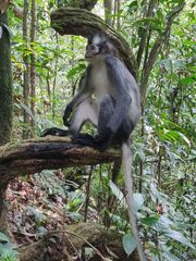 Presbytis thomasi