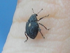 Rhinoncus leucostigma