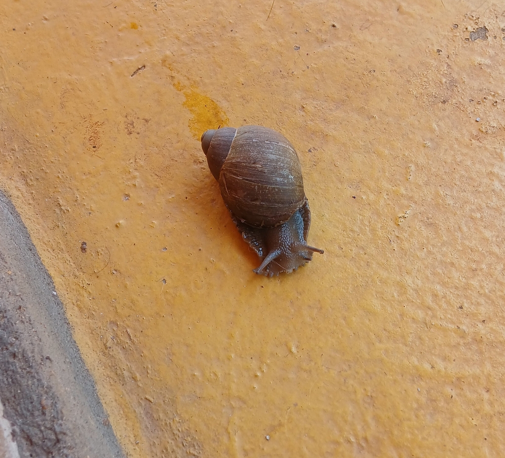 Megalobulimus abbreviatus