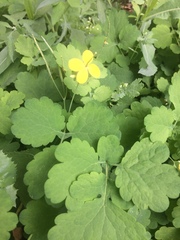 Chelidonium