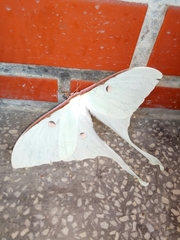 Actias