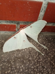 Actias