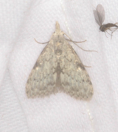 Nolidae
