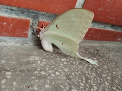 Actias