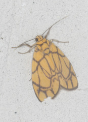 Cyme euprepioides
