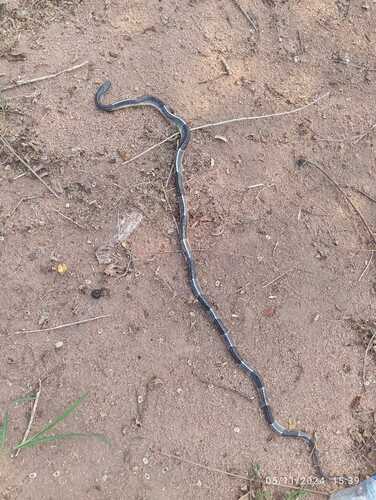 Burmese Krait