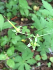 Geranium sylvaticum
