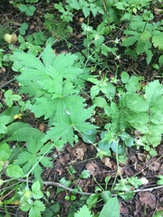 Geranium sylvaticum