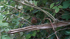 Turdus merula