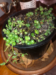 Curio rowleyanus