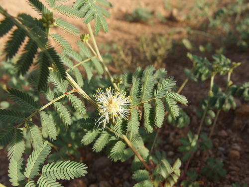 Image of Desmanthus cooleyi by (c) Sue Carnahan, some rights reserved (CC BY)
