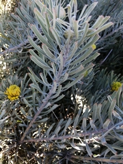 Leucospermum tomentosum