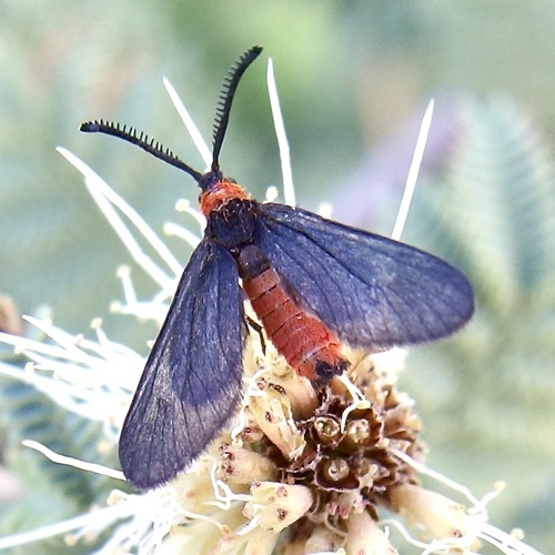 Triprocris yampai