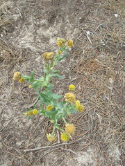 False chamomile (Heteranthemis)