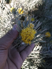 Leucospermum tomentosum