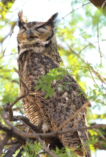 iNaturalist observation 2024-10-17